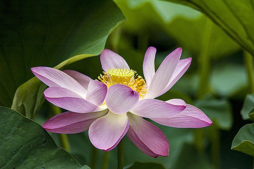 Lotus, Flores, Color De Rosa, Close Up