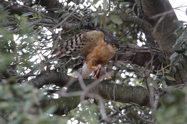 Free Sparrowhawk Bird photo and picture