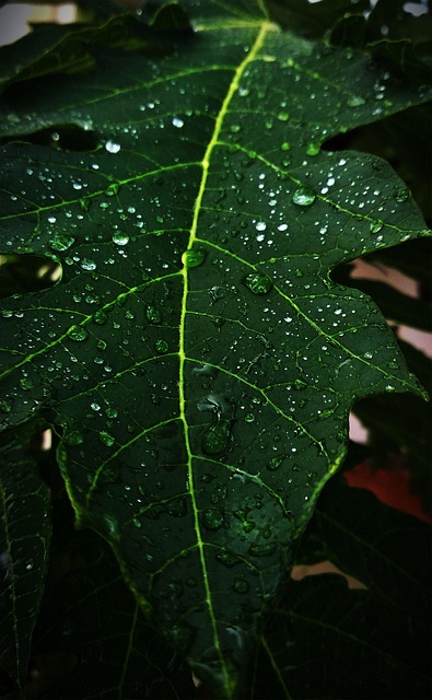 Free Papaya Leaf Water Drops photo and picture