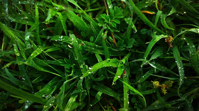 Free Grass Rain Drop photo and picture