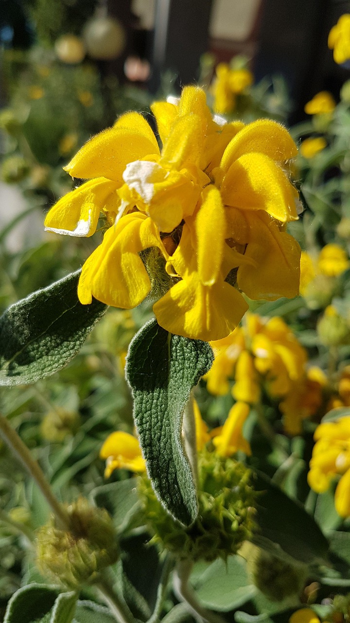 Sage Flower Flowers Free photo on Pixabay Pixabay