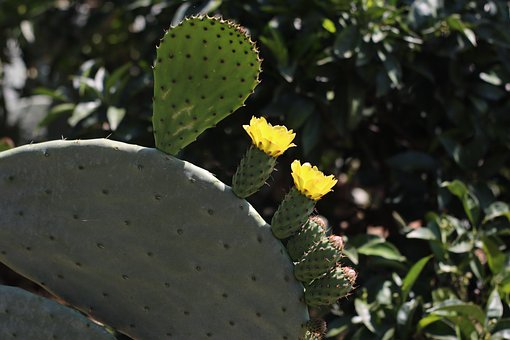 Free Cactus Tunera photo and picture