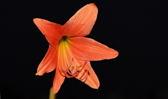 Free Lily Beautiful Flowers photo and picture