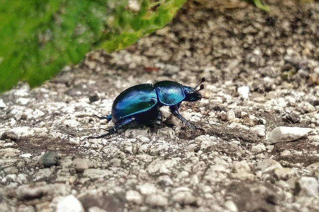 Free Beetle Nature photo and picture