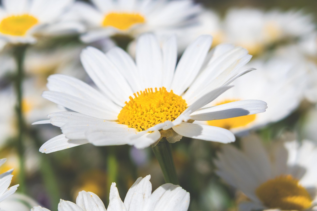 Prästkrage Blomning Blomma - Gratis foto på Pixabay - Pixabay