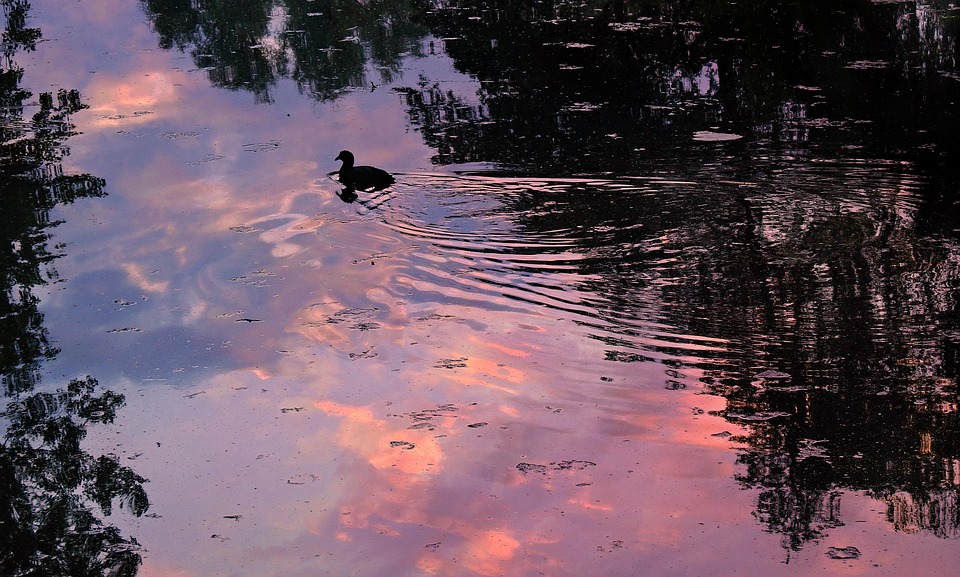 Pond Water Reflections - Free photo on Pixabay - Pixabay