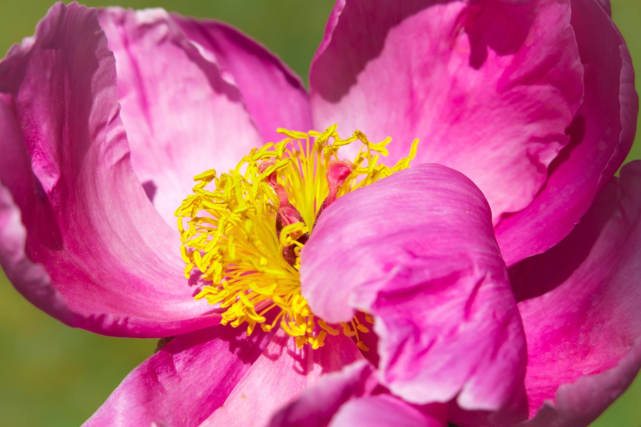 Peony - free online jigsaw puzzle photo