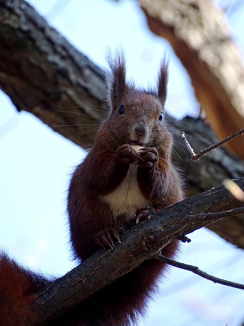 Free Squirrel Rodent photo and picture
