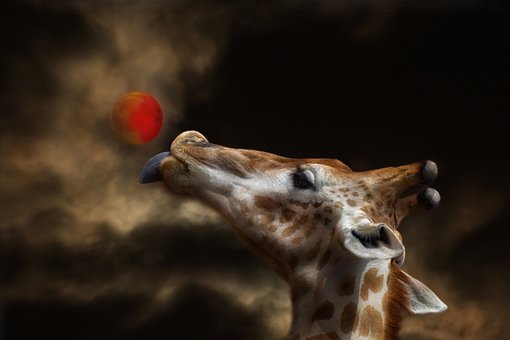 Girafa, Lua, Céu, Noite, Trevas, Animal