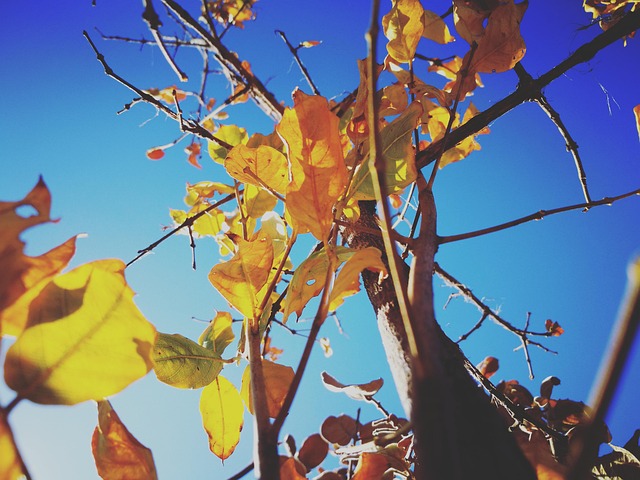 Free Autumn Leaves photo and picture