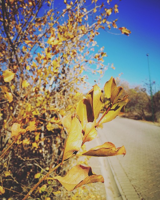 Free Autumn Fall photo and picture