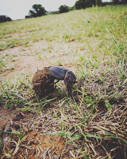 Free Dung Beetle Grass photo and picture