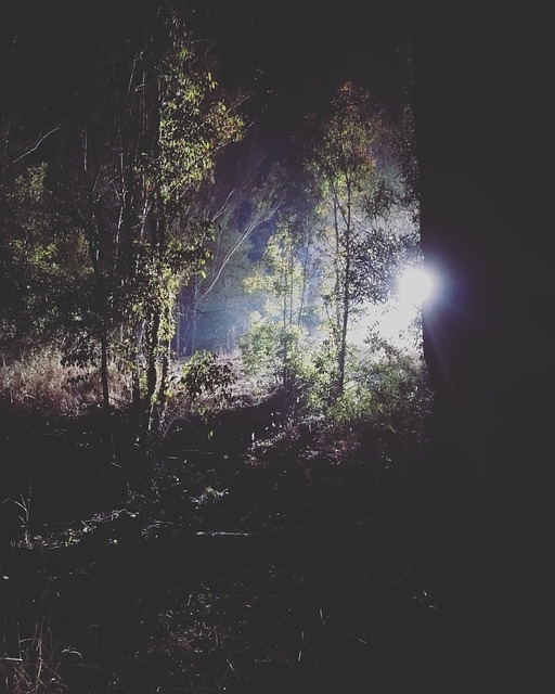 Free Forest Lighting photo and picture