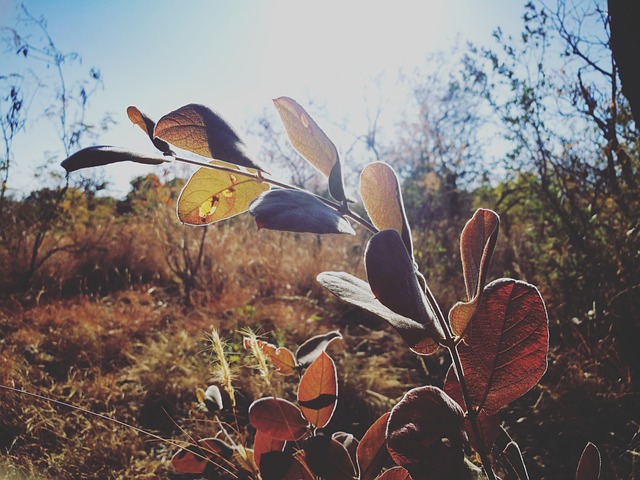 Free Leaves Autumn photo and picture
