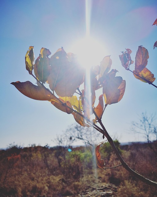 Free Leaves Lighting photo and picture