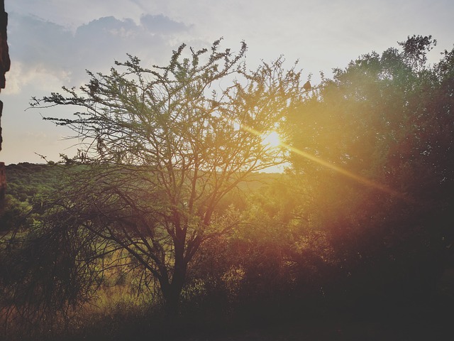 Free Sunset Safari photo and picture