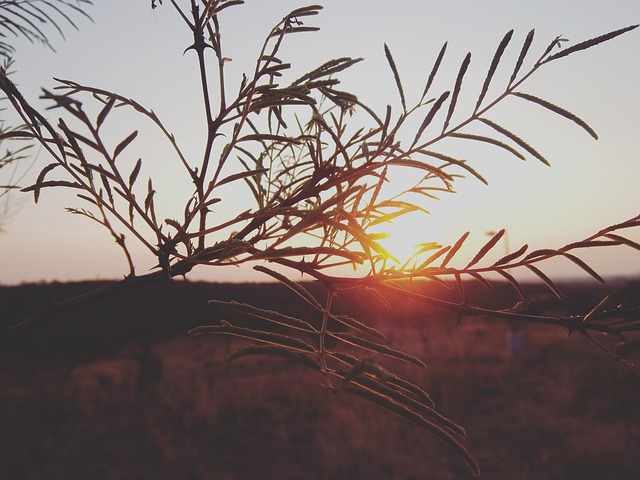 Free Sunset Branch photo and picture