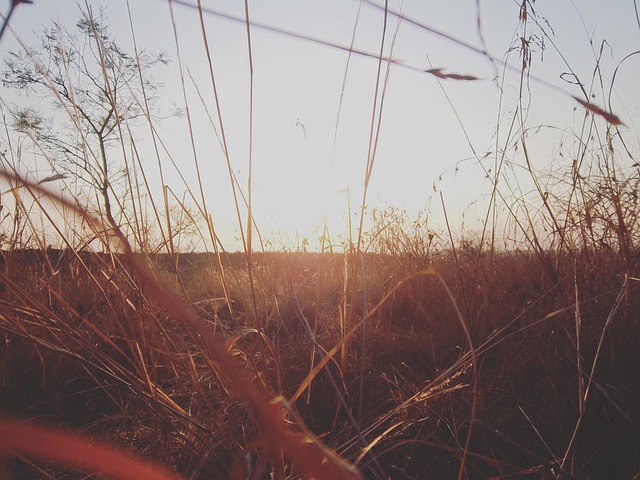 Free Sunset Grasses photo and picture