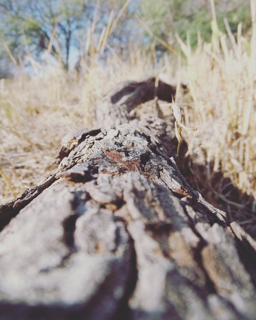 Free Tree Trunk photo and picture