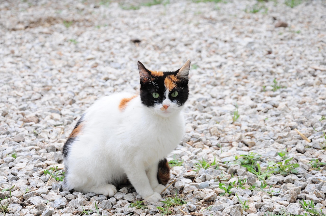 猫 猫的图片 猫官 - Pixabay上的免费照片 - Pixabay