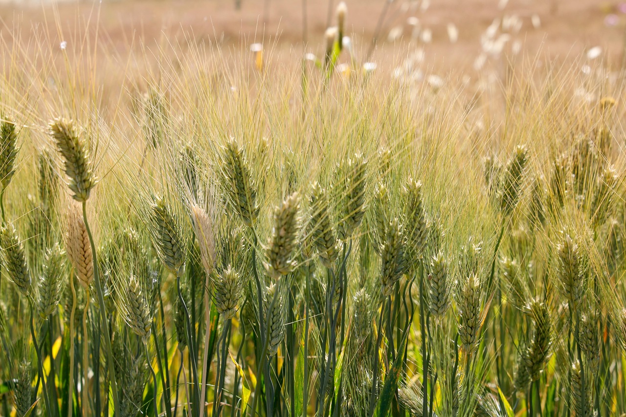 Épis de blé contenant du gluten