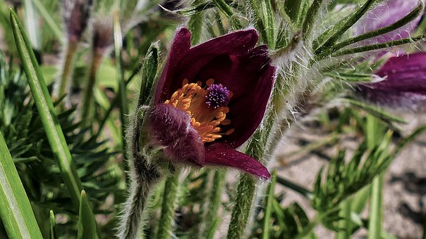 Pasque-Bloem, Bloem Achtergrond, Natuur