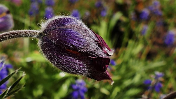 Pasque-Bloem, De Lente, Bloem, Purper