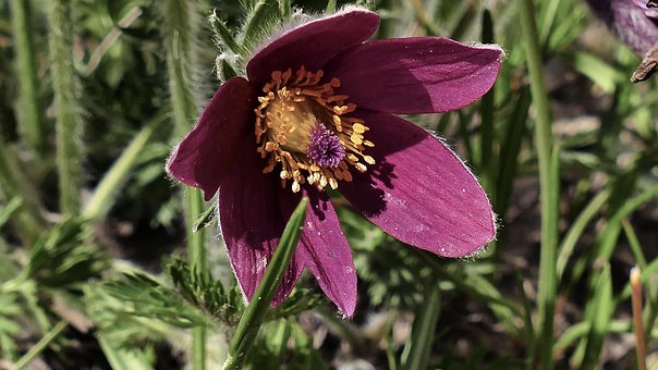 Pasque-Bloem, Bloem Behang, Natuur