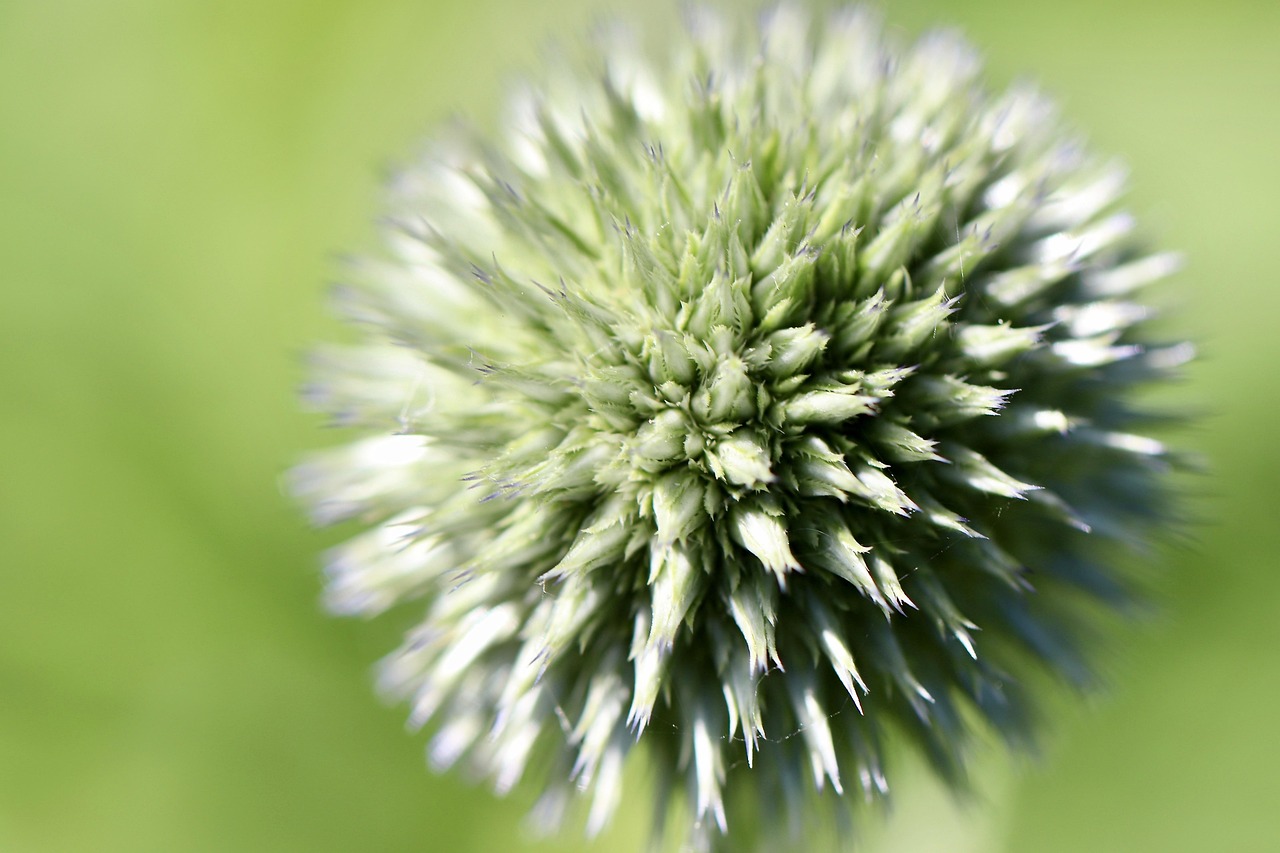 Download free HD stock image of Ball Thistle Free Ball Thistle photo and picture