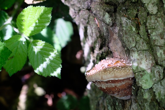 Tinder Sponge Mushroom - Free photo on Pixabay