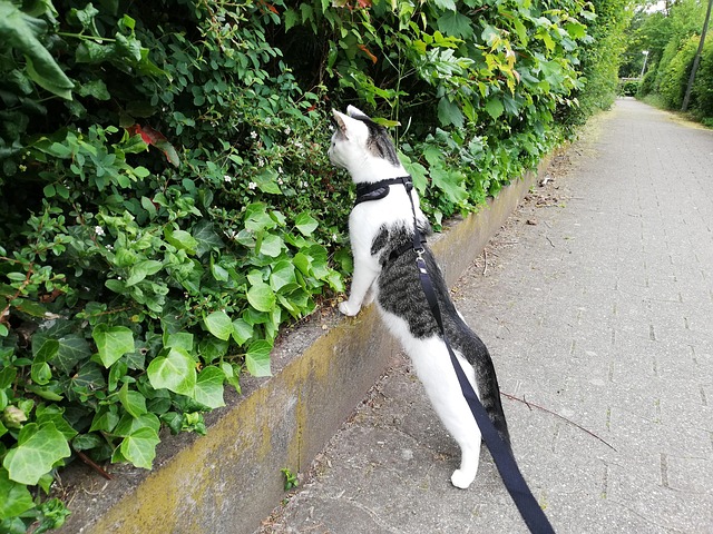 Free Cat Rope photo and picture