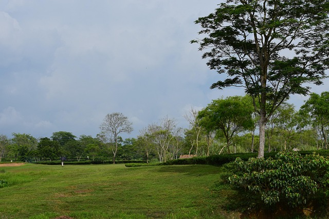 Free Nature Green photo and picture