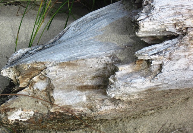 Free Driftwood Beach photo and picture
