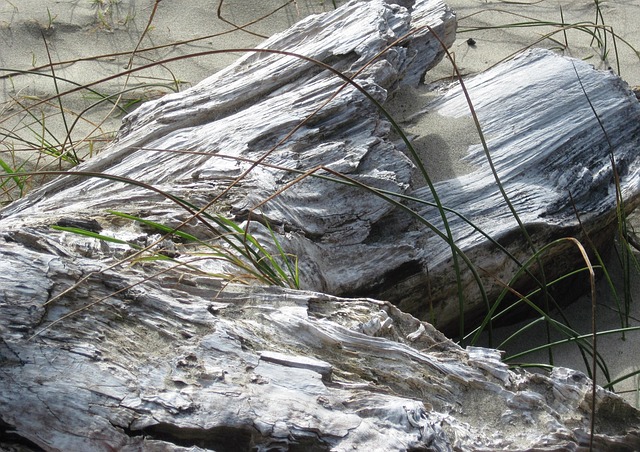 Free Driftwood Sand photo and picture