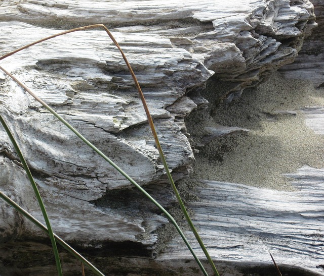 Free Driftwood Beach photo and picture