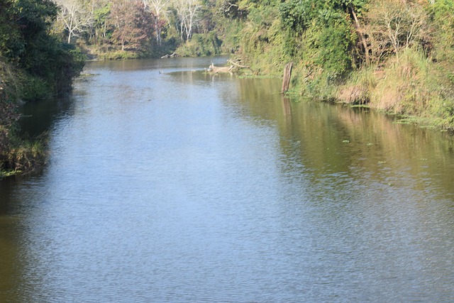 Free Nature Green photo and picture
