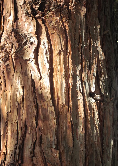 Free Trunk Cedar photo and picture