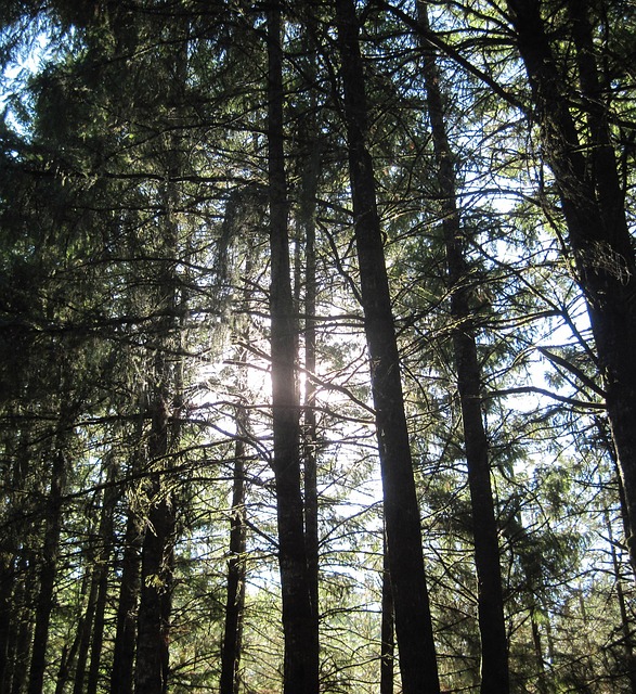 Free Abbey Woods Mount Angel Abbey photo and picture
