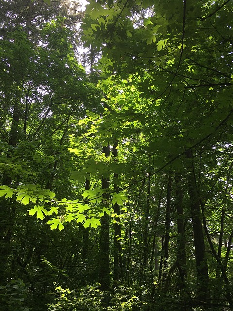 Free Hendricks Park Hendricks Woods photo and picture