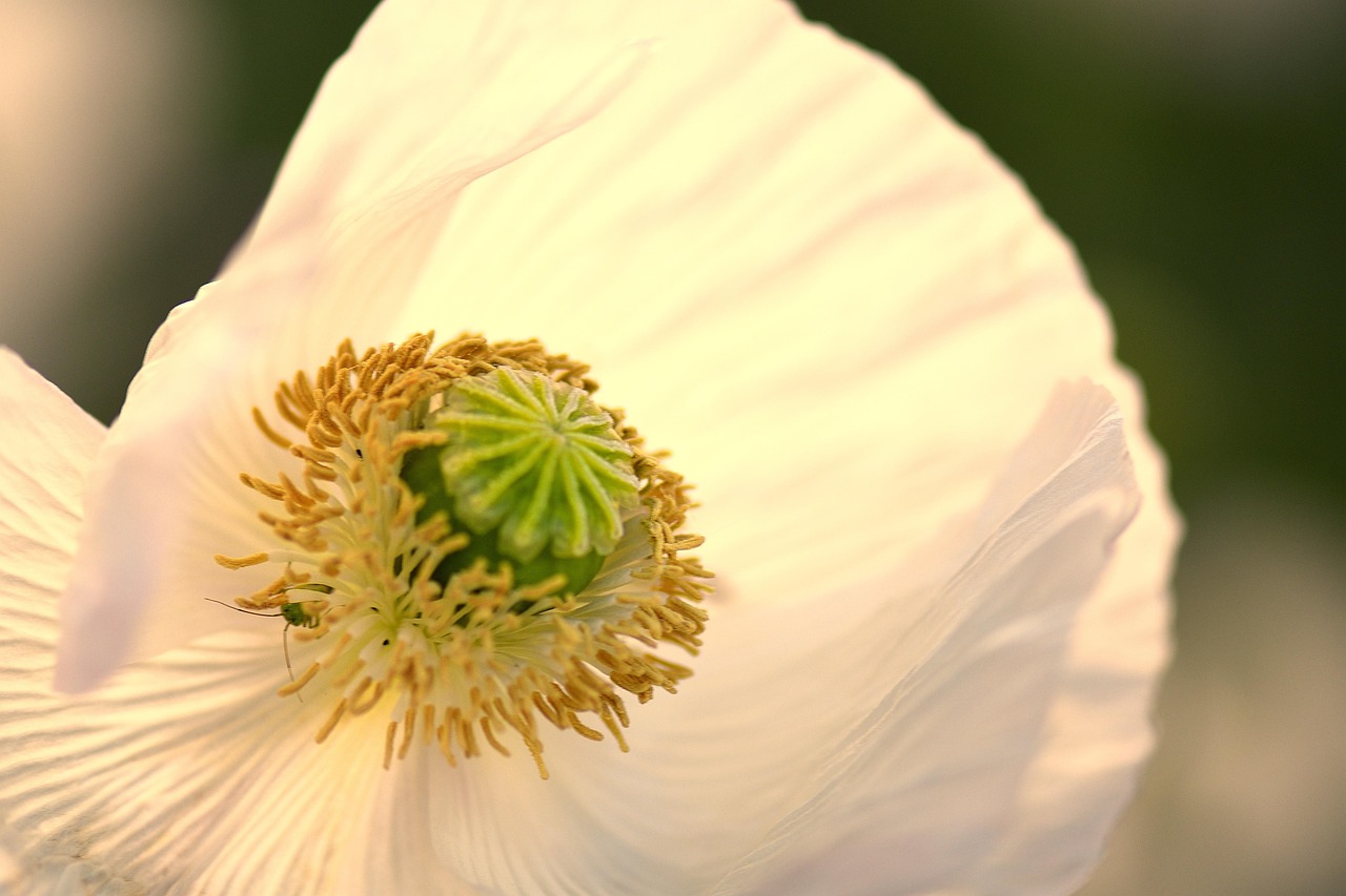 Poppy Papaver Somniferum Spring - Free photo on Pixabay - Pixabay