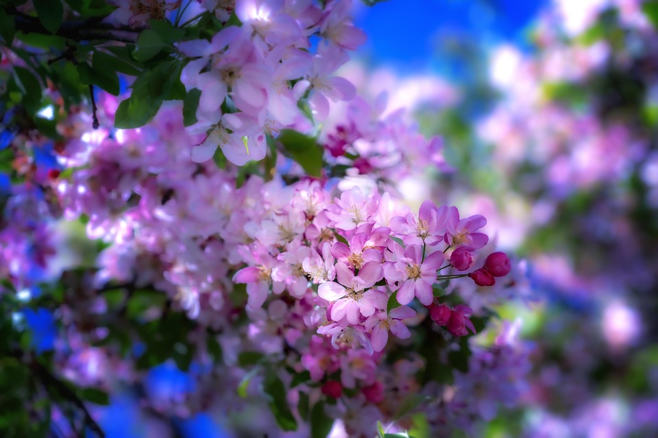 Apple Blossoms Spring Branch Free photo on Pixabay Pixabay