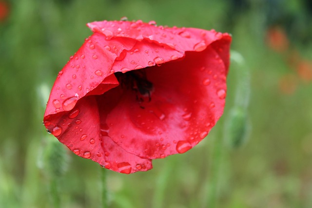 Free Poppy Rain photo and picture