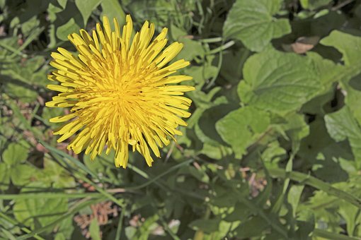 Free Dandelion Weed photo and picture