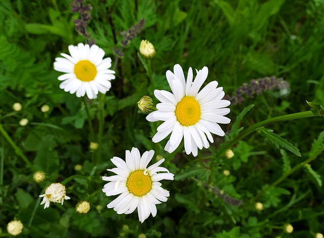 Free chamomile flower plant illustration