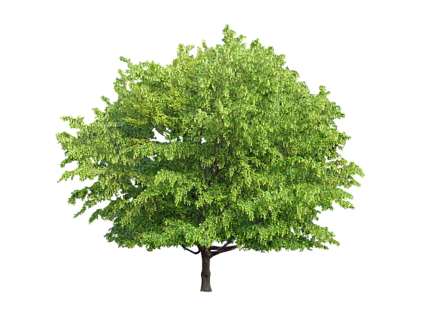 Free tree green nature illustration