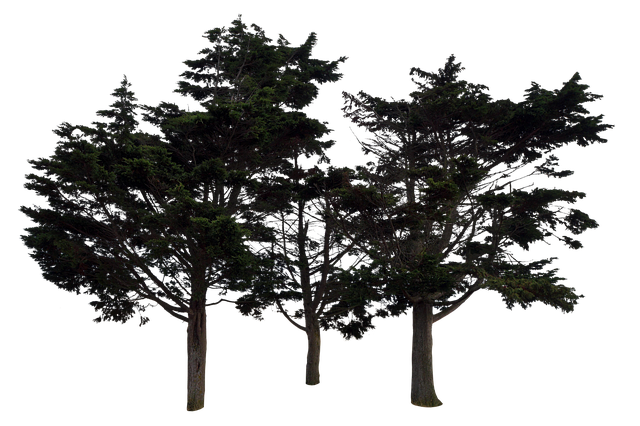 Free trees nature forest illustration