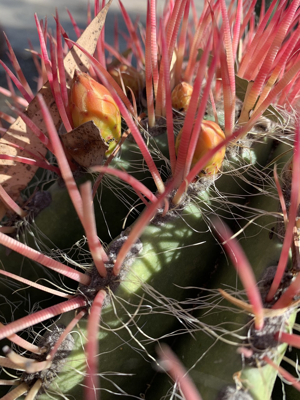 Espinas Rojo Cactus - Foto gratis en Pixabay - Pixabay