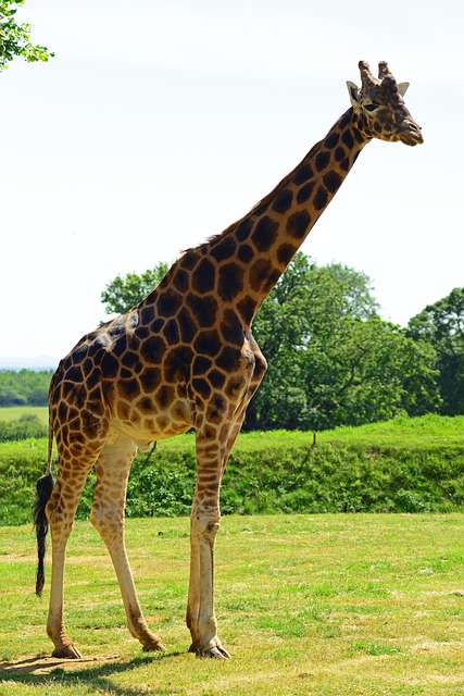 Free Giraffe Mammal photo and picture