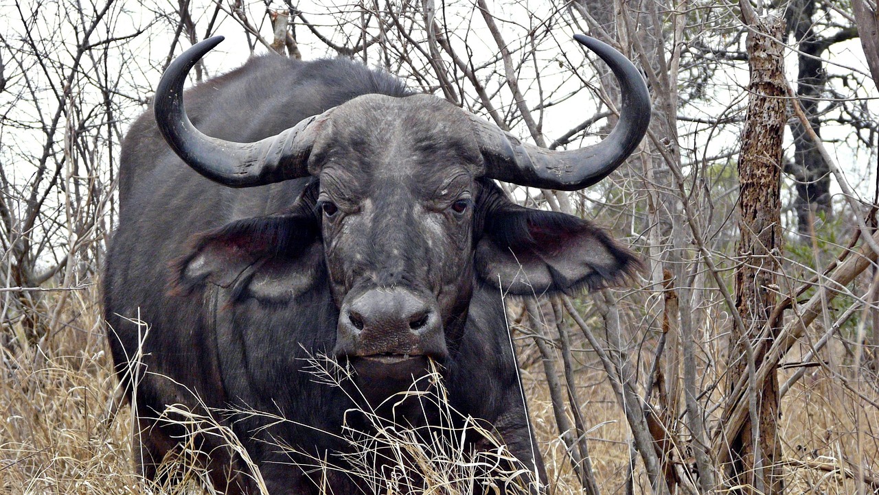 Africa - free online jigsaw puzzle photo