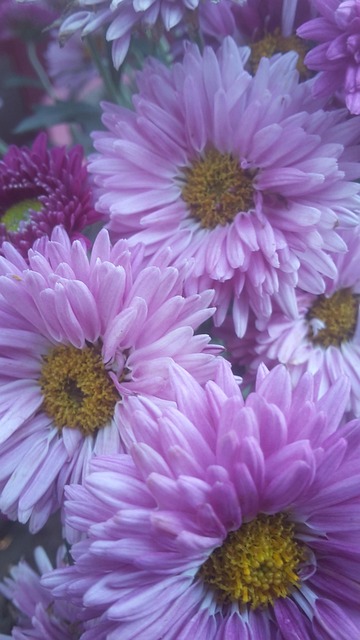Free Flower Nature photo and picture
